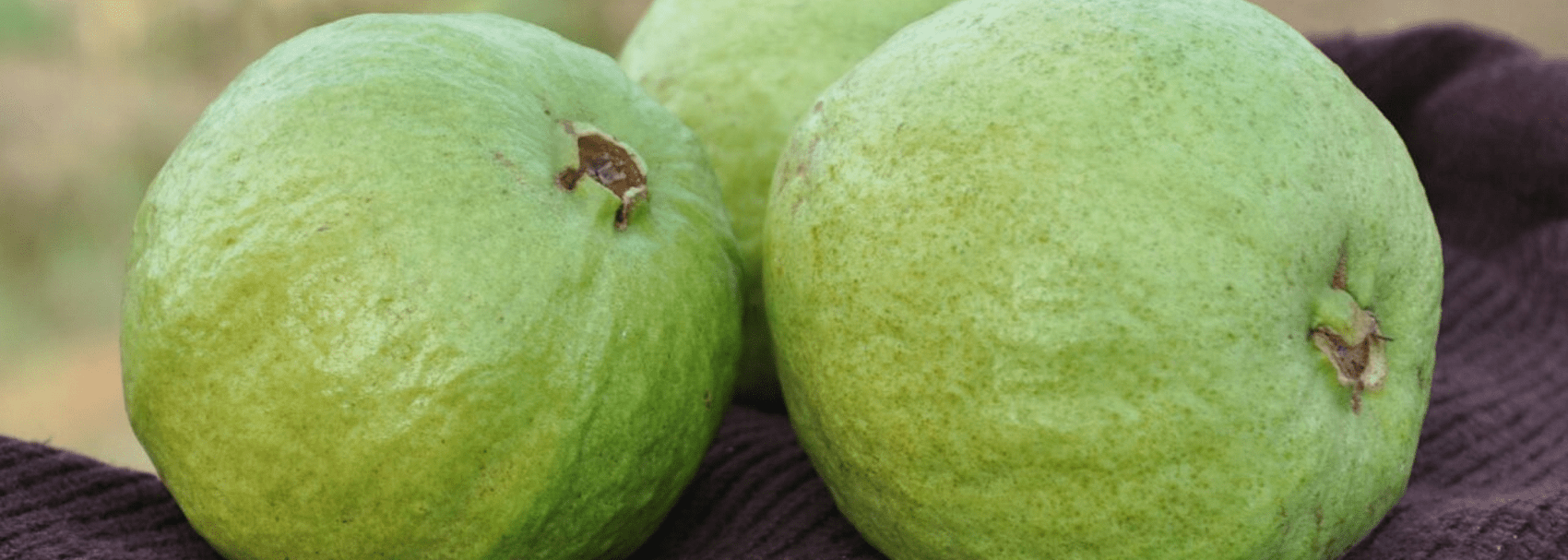 जामफल ( अमरूद / Amrood /  Guava ) की नई किस्म