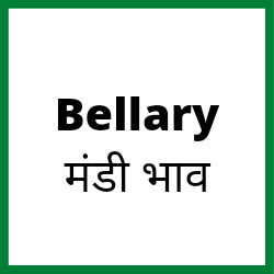 Bellary-mandi-bhav
