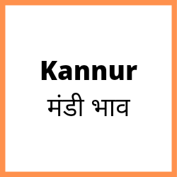 Kannur-mandi-bhav