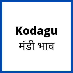 Kodagu-mandi-bhav